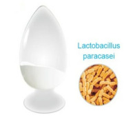 Lactobacillus paracasei 