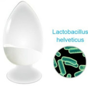 Lactobacillus helveticus 
