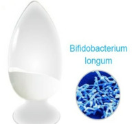 Bifidobacterium longum 