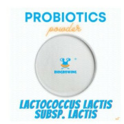 Lactococcus lactis 
