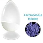 Enterococcus faecalis 