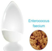 Enterococcus faecium 