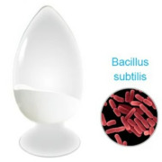 Bacillus subtilis