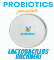 Lactobacillus buchneri 