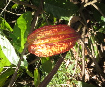 CACAO (Theobroma cacao)