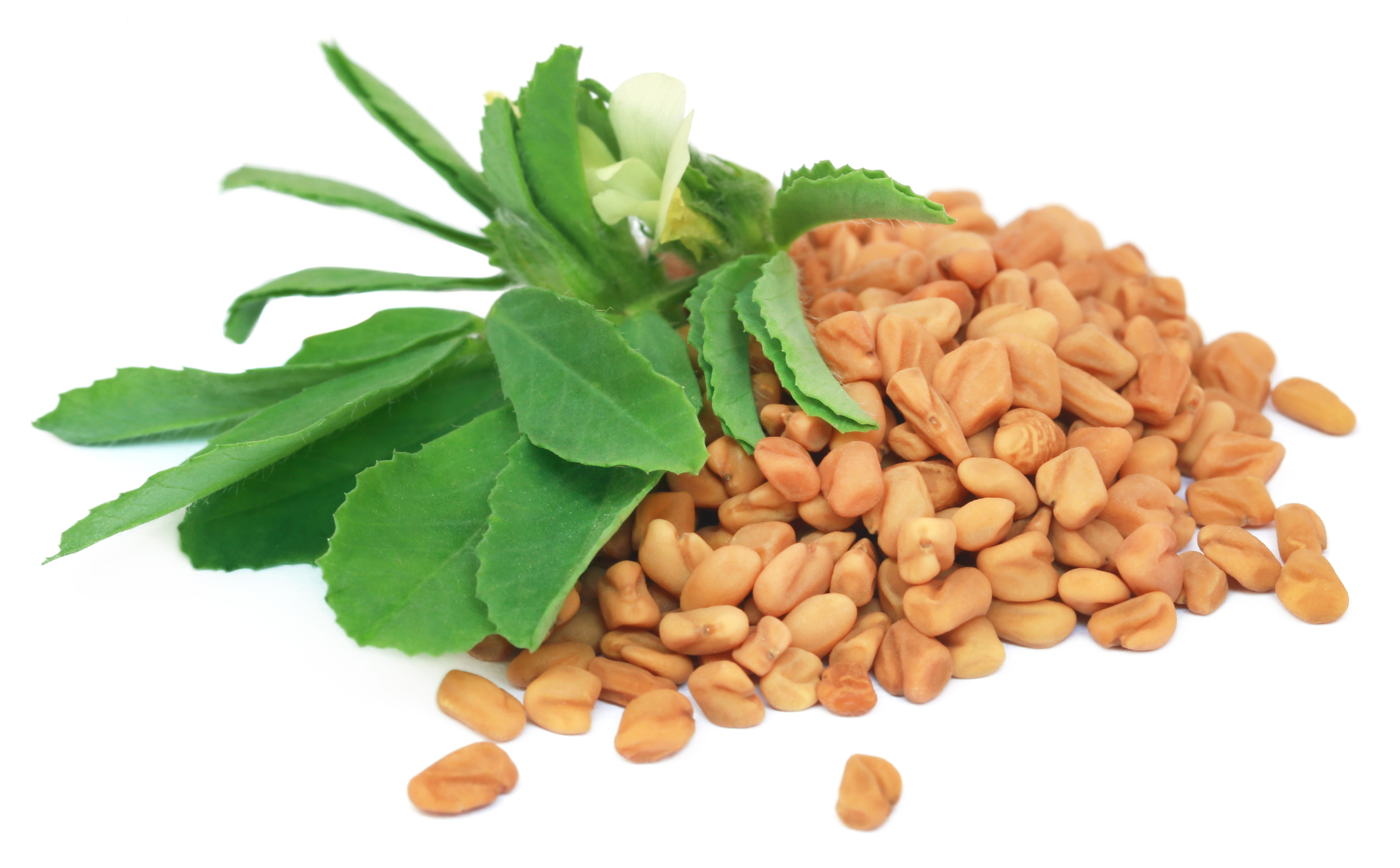 Fenugreek Extract 20% - 50% Saponins