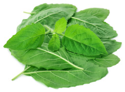Holy Basil Extract 2.5% Ursolic Acid