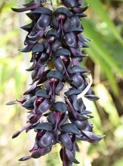 Mucuna Pruriens Extract 15% L-dopa