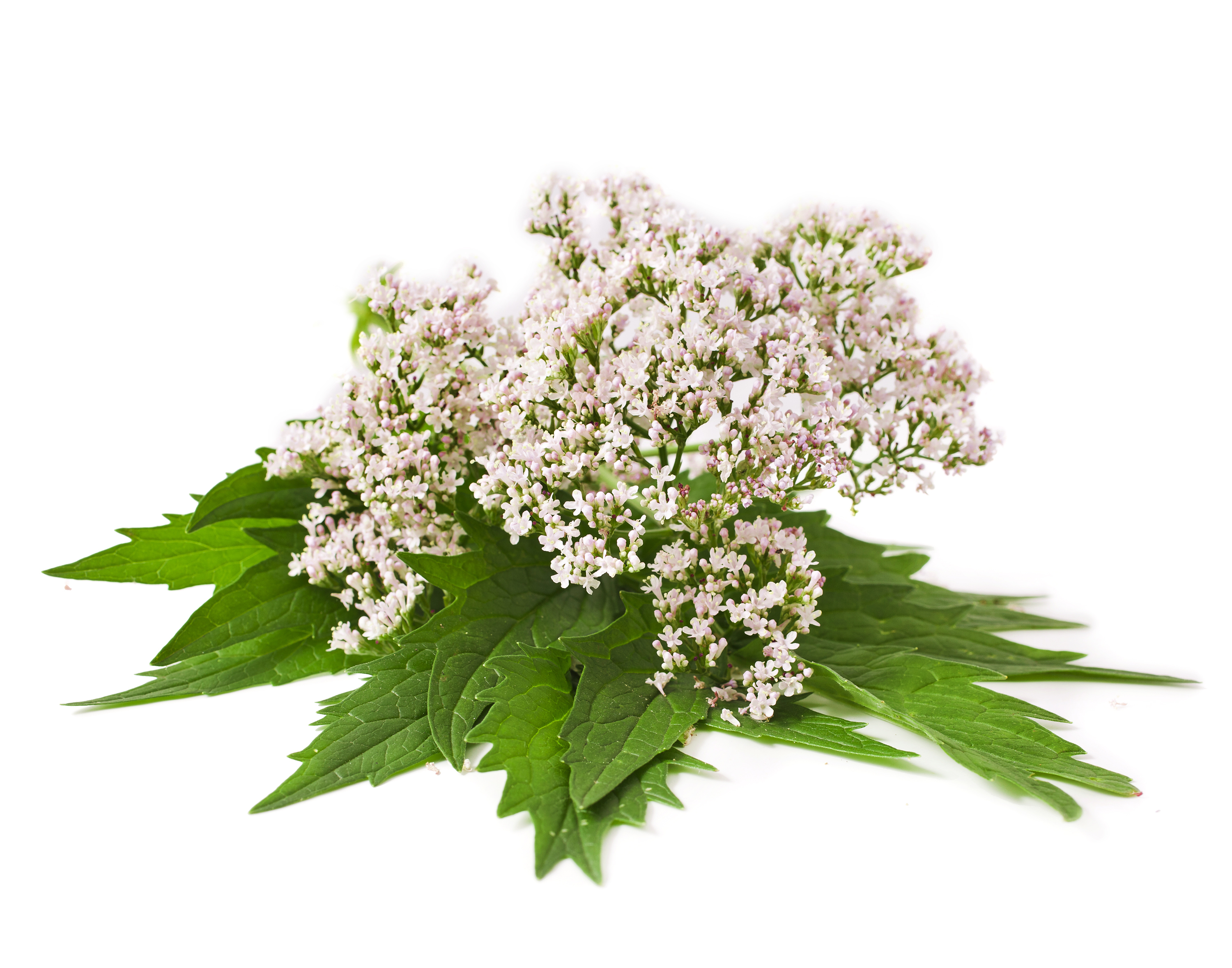 Valerian Extract 0.3% - 0.8% Valerianic Acid