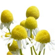 Camomile Flower CO2-se extract (integr)