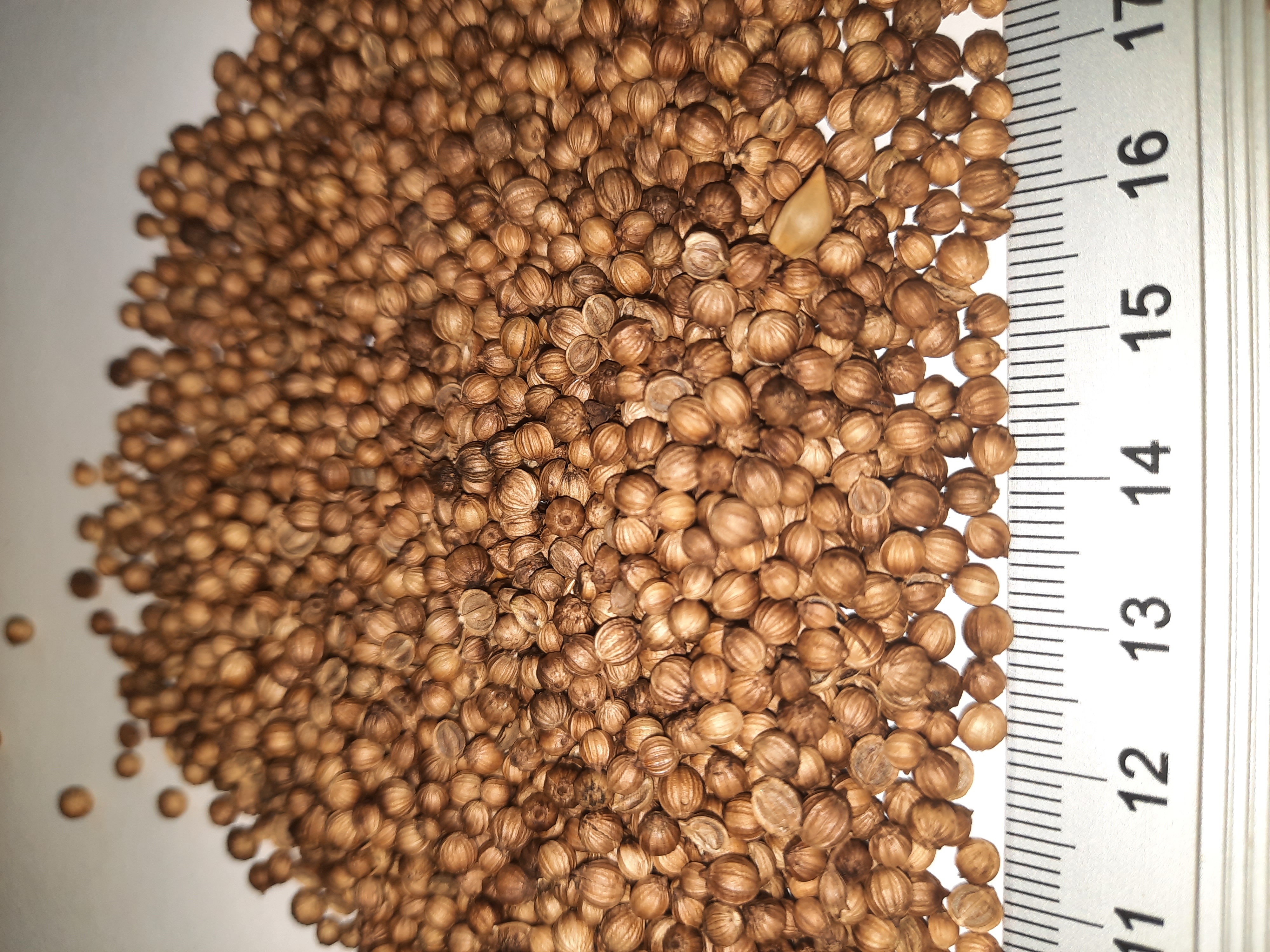 CORIANDER SEED
