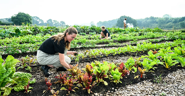 Greener food futures: From upcycling to regenerative agriculture