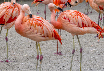 Flamingos and their Astaxanthin-derived colour