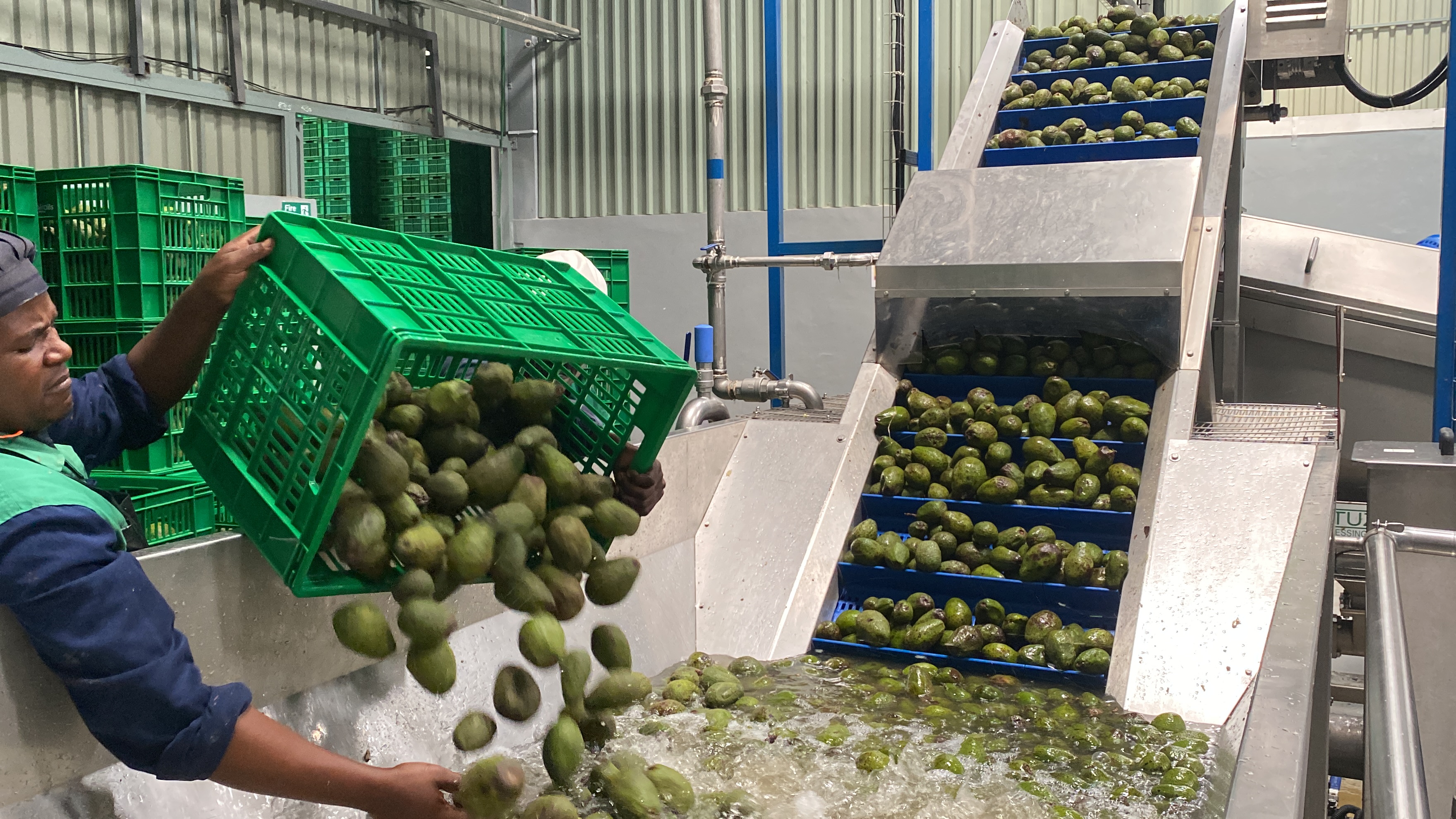 Avocado oil production