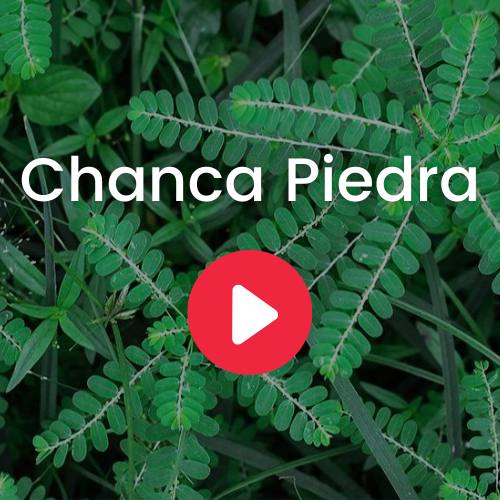 Chanca Piedra - Ecuadorian Rainforest