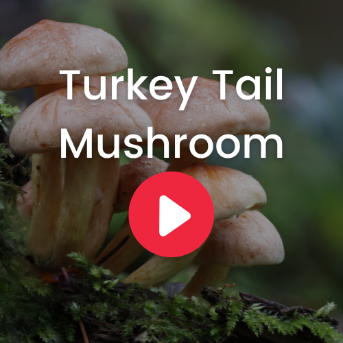 Turkey Tail Mushroom - Ecuadorian Rainforest LLC.