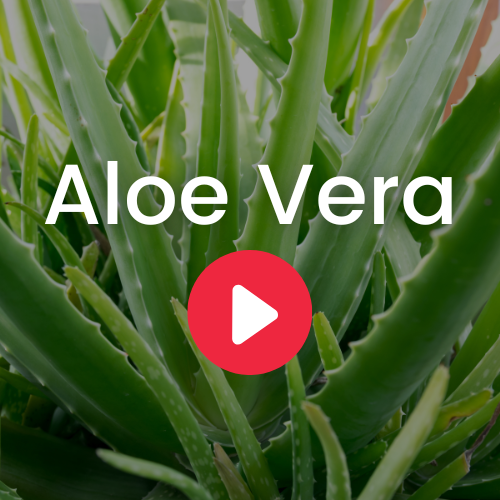 Aloe Vera - Ecuadorian Rainforest LLC.