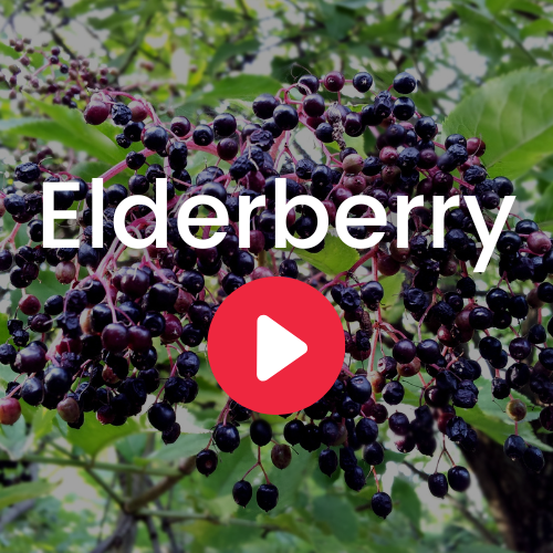 Elderberry - Ecuadorian Rainforest LLC.