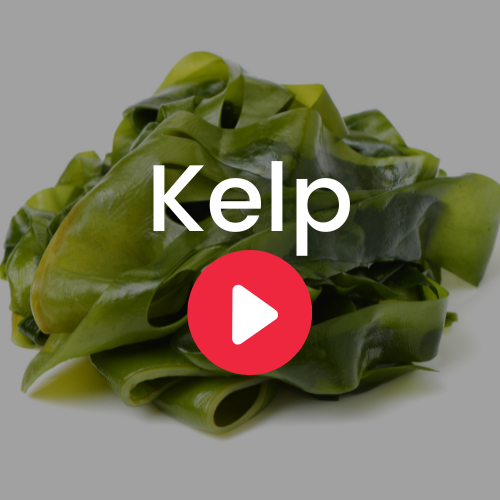 Kelp - Ecuadorian Rainforest LLC.