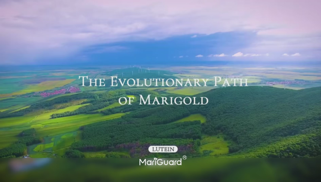 From Seed to Lutein: InnoBio's Pure Journey | MariGuard Lutein