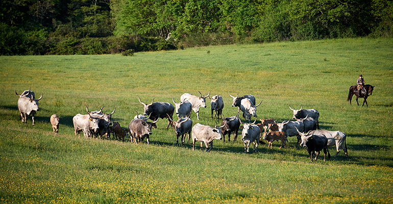 Pictured: Herd of Maremmana Cows in Italy | © AdobeStock/nicole_ciscato