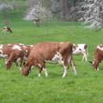 http://www.dreamstime.com/royalty-free-stock-photos-dairy-cows-image19428708