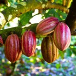 http://www.dreamstime.com/royalty-free-stock-images-fresh-cocoa-image18898619