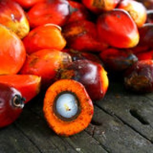 http://www.dreamstime.com/stock-photos-oil-palm-seeds-image18463983