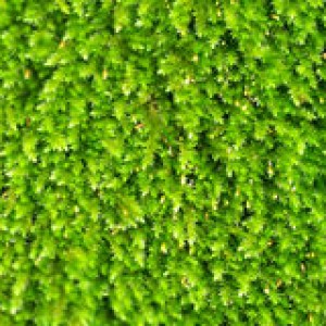 http://www.dreamstime.com/royalty-free-stock-images-bright-green-algae-image1922219