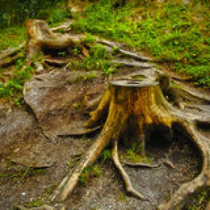 deforestation-tree-stumps-due-to-process-44319080