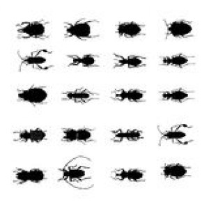 insects-various-silhouettes-vector-9428888