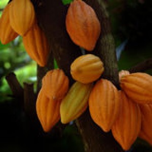 http://www.dreamstime.com/stock-image-cocoa-pods-image9200321