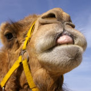 http://www.dreamstime.com/royalty-free-stock-photography-camel-tongue-image5037747