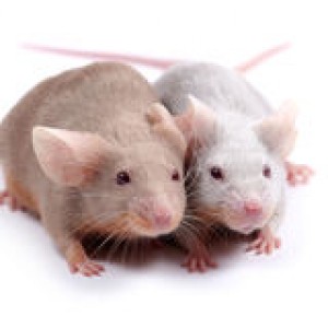 http://www.dreamstime.com/stock-image-couple-mice-image1679791