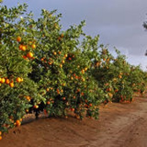 http://www.dreamstime.com/stock-image-road-many-orange-trees-image8149661