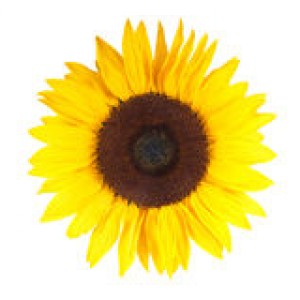 sunflower-yellow-isolated-white-40625464