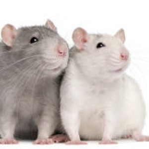 http://www.dreamstime.com/stock-photo-two-rats-12-months-old-image18673350