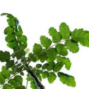 boswellia-sacra-detail-tree-traditionally-used-to-harvest-frankincense-resin-43127934