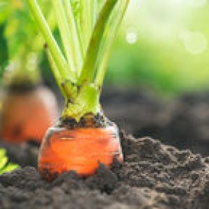 organic-carrots-carrot-growing-26733761