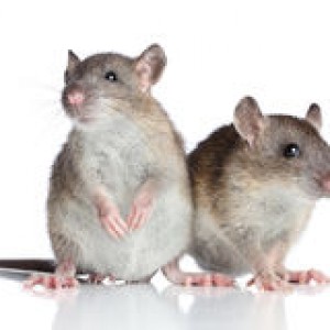 http://www.dreamstime.com/stock-photography-rats-white-background-image28074282