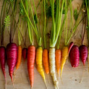 organic-carrots-colorful-garden-35358958