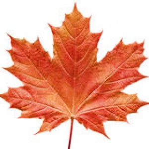 reddish-maple-leaf-189738