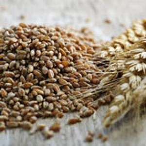 whole-grain-wheat-kernels-closeup-13566185