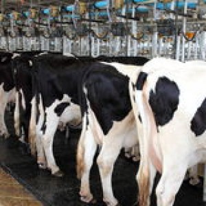 cow-milking-factory-image-facility-row-cows-50787949