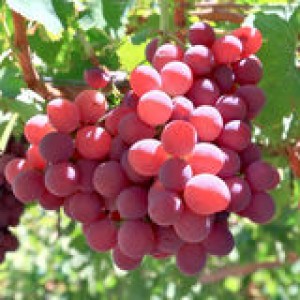 grapes-14986778