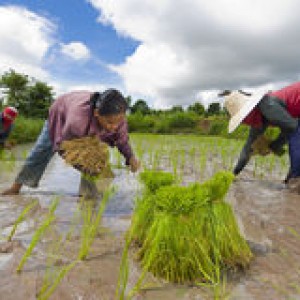 rice-farmers-thailand-15561278