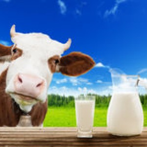 cow-milk-green-grass-36862850