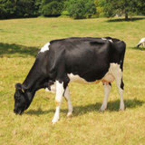 dairy-cow-meadow-makes-most-sunny-day-rich-grasslands-42356843