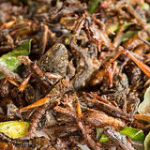 fried-edible-insects-mix-green-lime-leaves-regional-delicacies-food-thailand-41234150