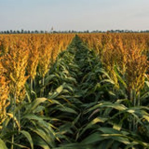 ripening-milo-sorghum-field-rows-plants-32166989